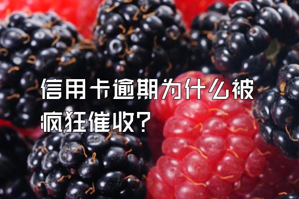 信用卡逾期为什么被疯狂催收？